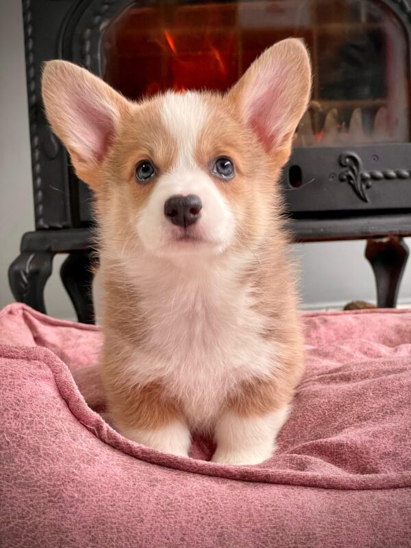 Avrupa Standartlarındaki Çiftlikten Corgi Yavruları