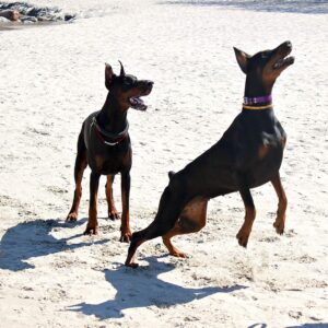 Doberman