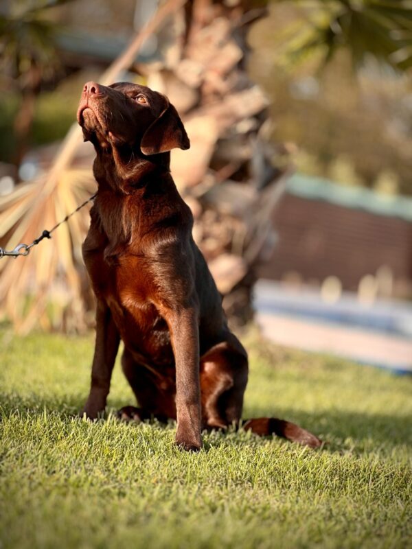 Chocolate Labrador - Görsel 4