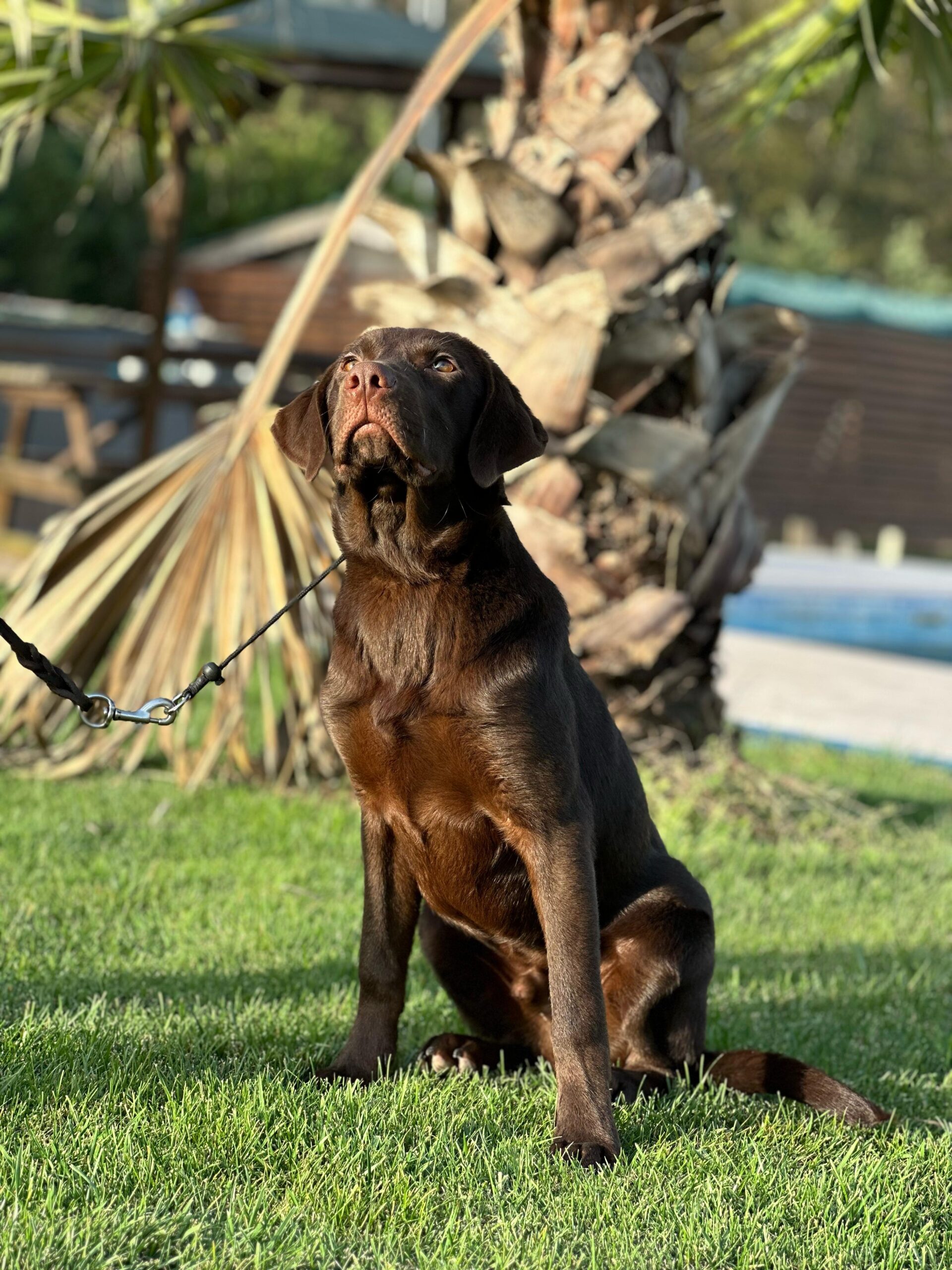 Chocolate Labrador - Görsel 5