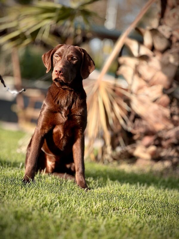 Chocolate Labrador – K9 İstanbul Dog Akademisi