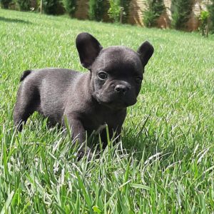 French Bulldog