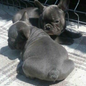 French Bulldog
