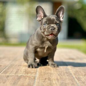 French Bulldog
