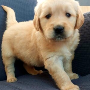 Golden Retriever Yavru
