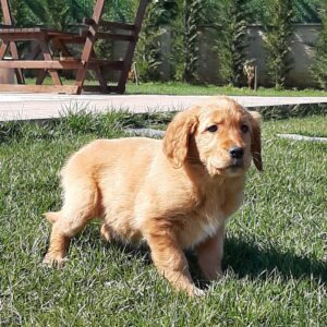 Golden Retriever Yavru