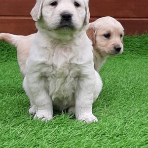 Golden Retriever Yavru