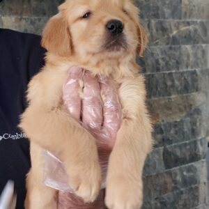 Golden Retriever Yavru