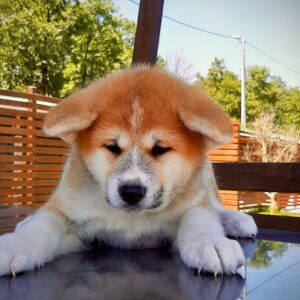 Japon Akita İnu