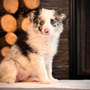 En Özel Blue Marley Border Collie Yavrularımız