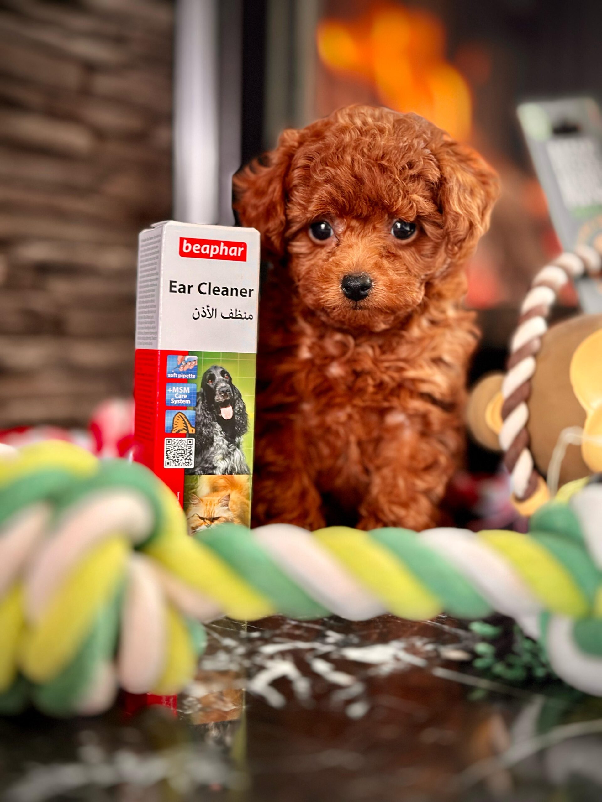 Red Brown Poodle - Görsel 3