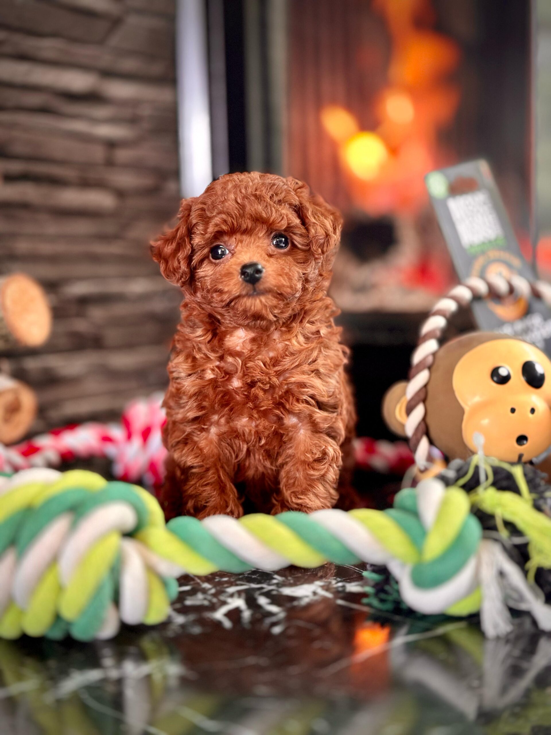 Red Brown Poodle