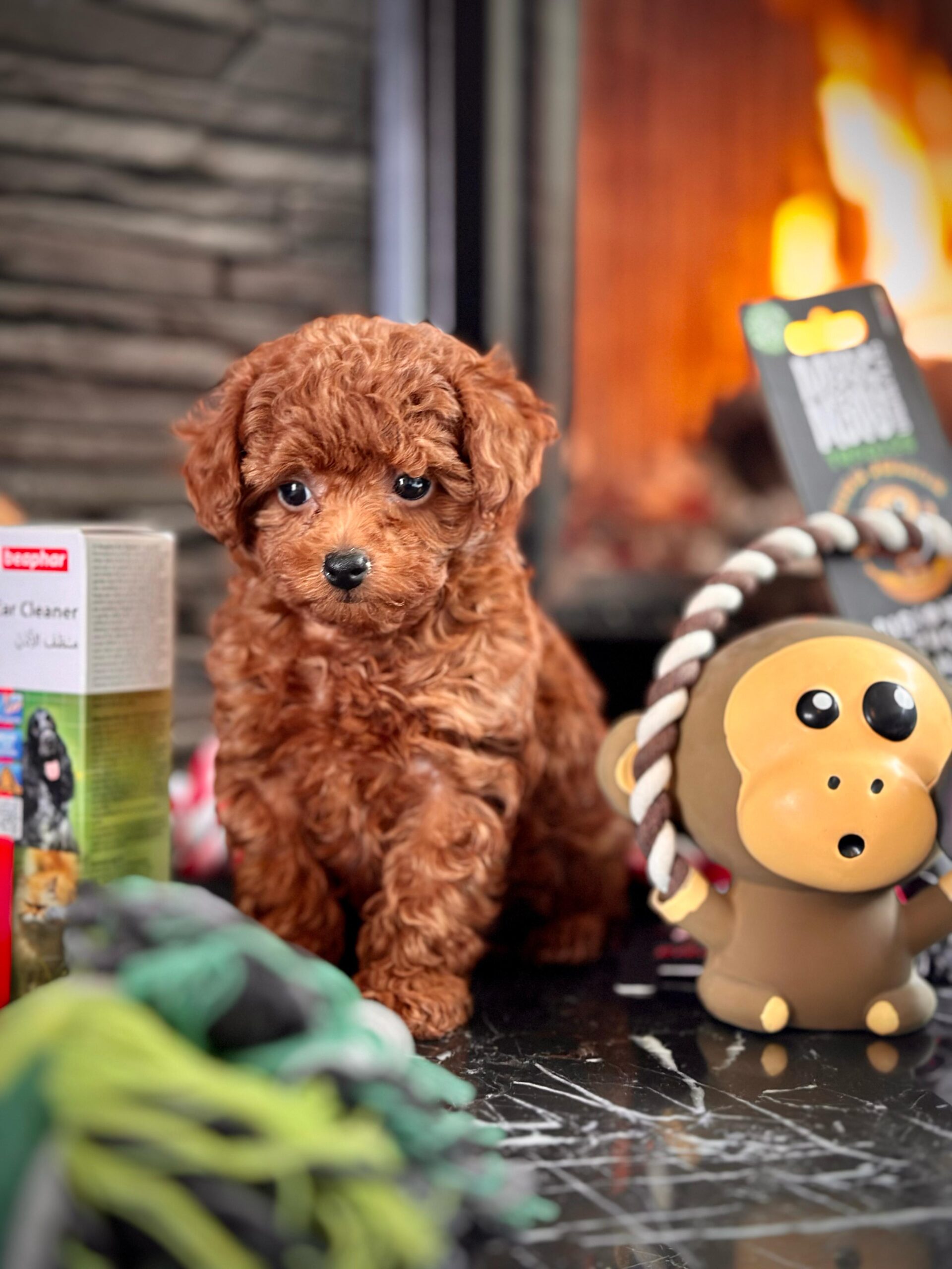 Red Brown Poodle - Görsel 2