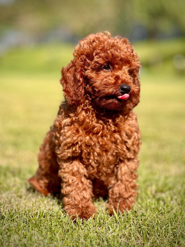 Secereli Poodle Yavrumuz - Görsel 2