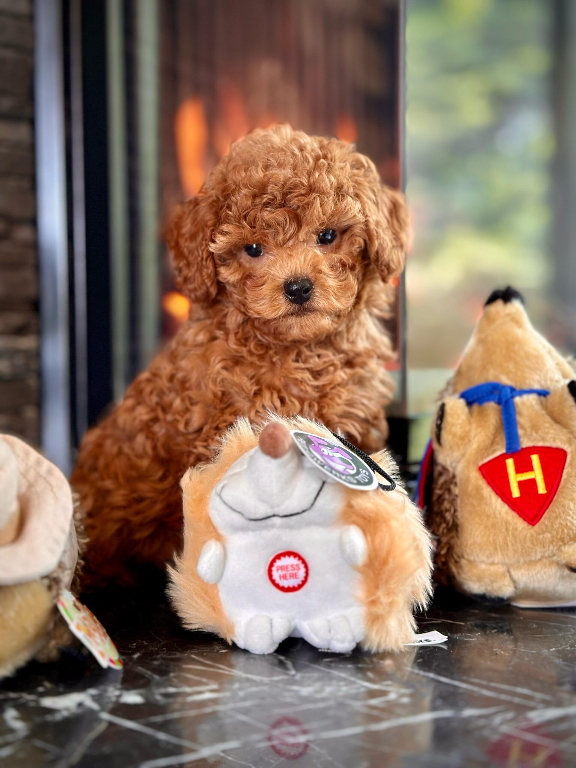 Red Brown Poodle - Görsel 2