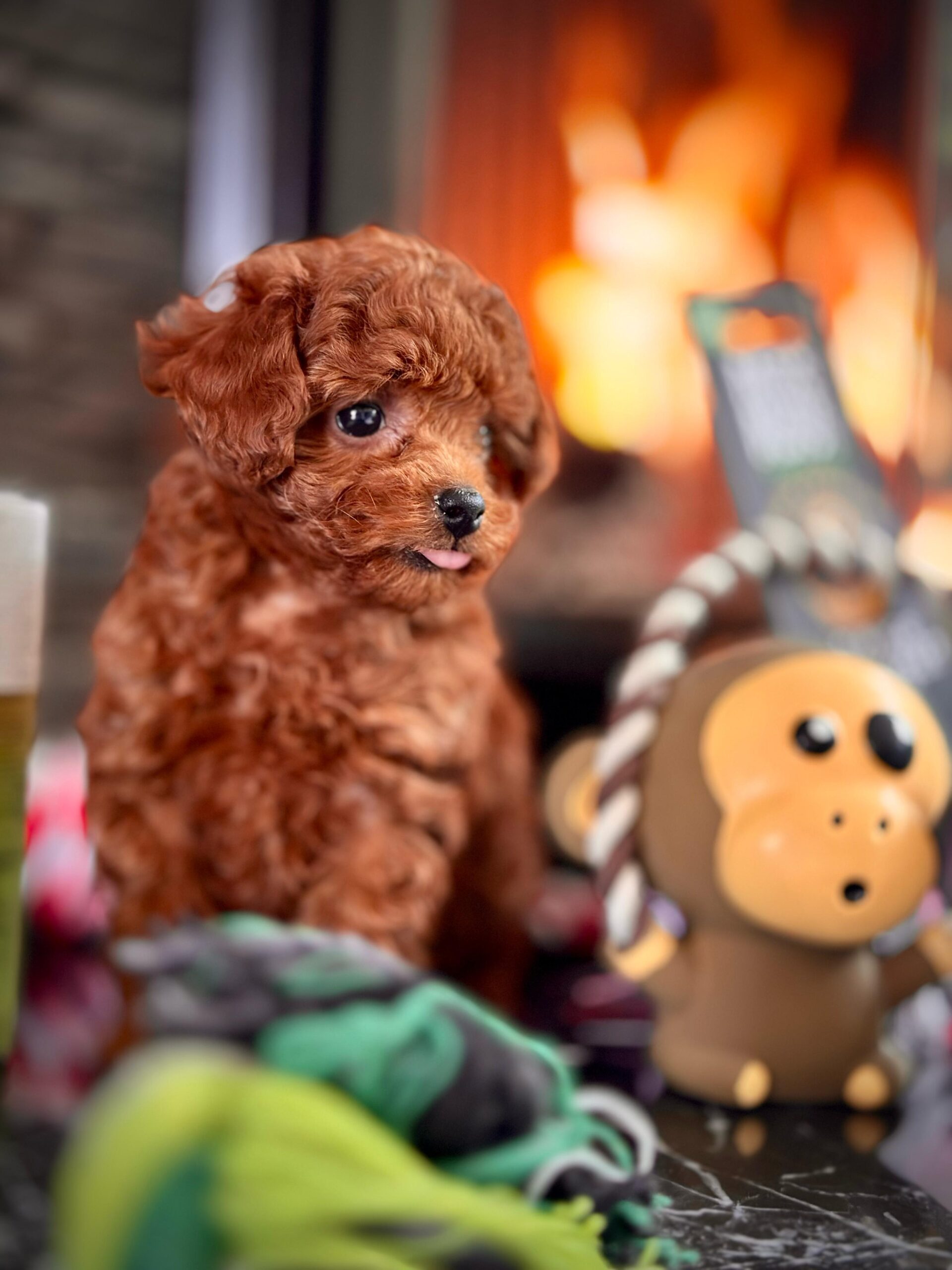 Red Brown Poodle - Görsel 3
