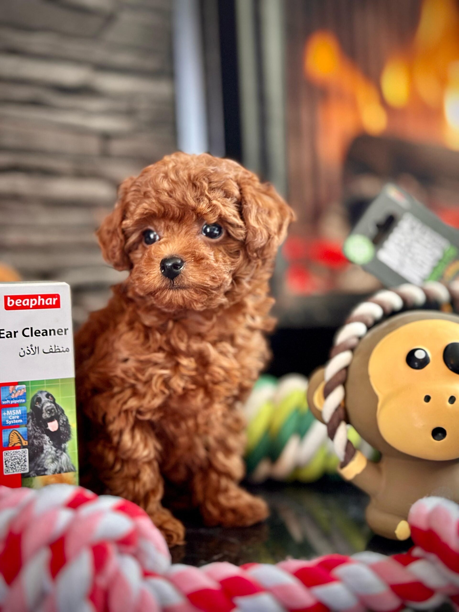 Red Brown Poodle