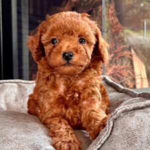 Red Brown Toy Poodle