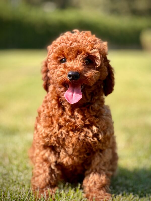 Secereli Poodle Yavrumuz