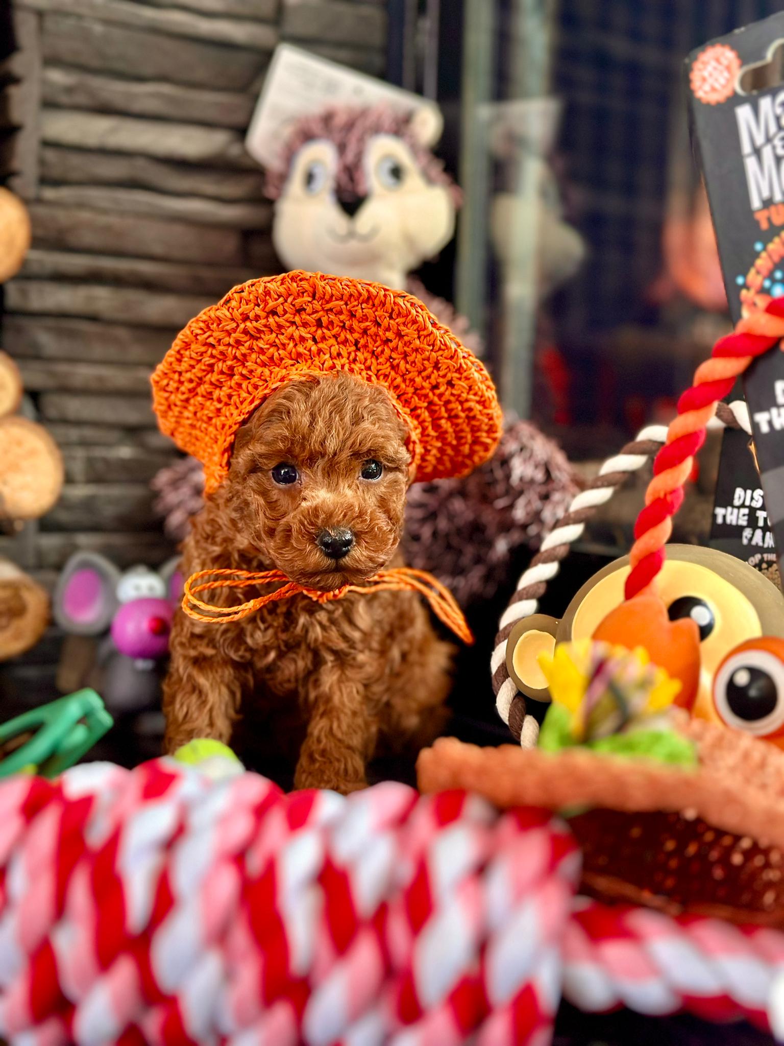 Red Brown Poodle Yavru - Görsel 2