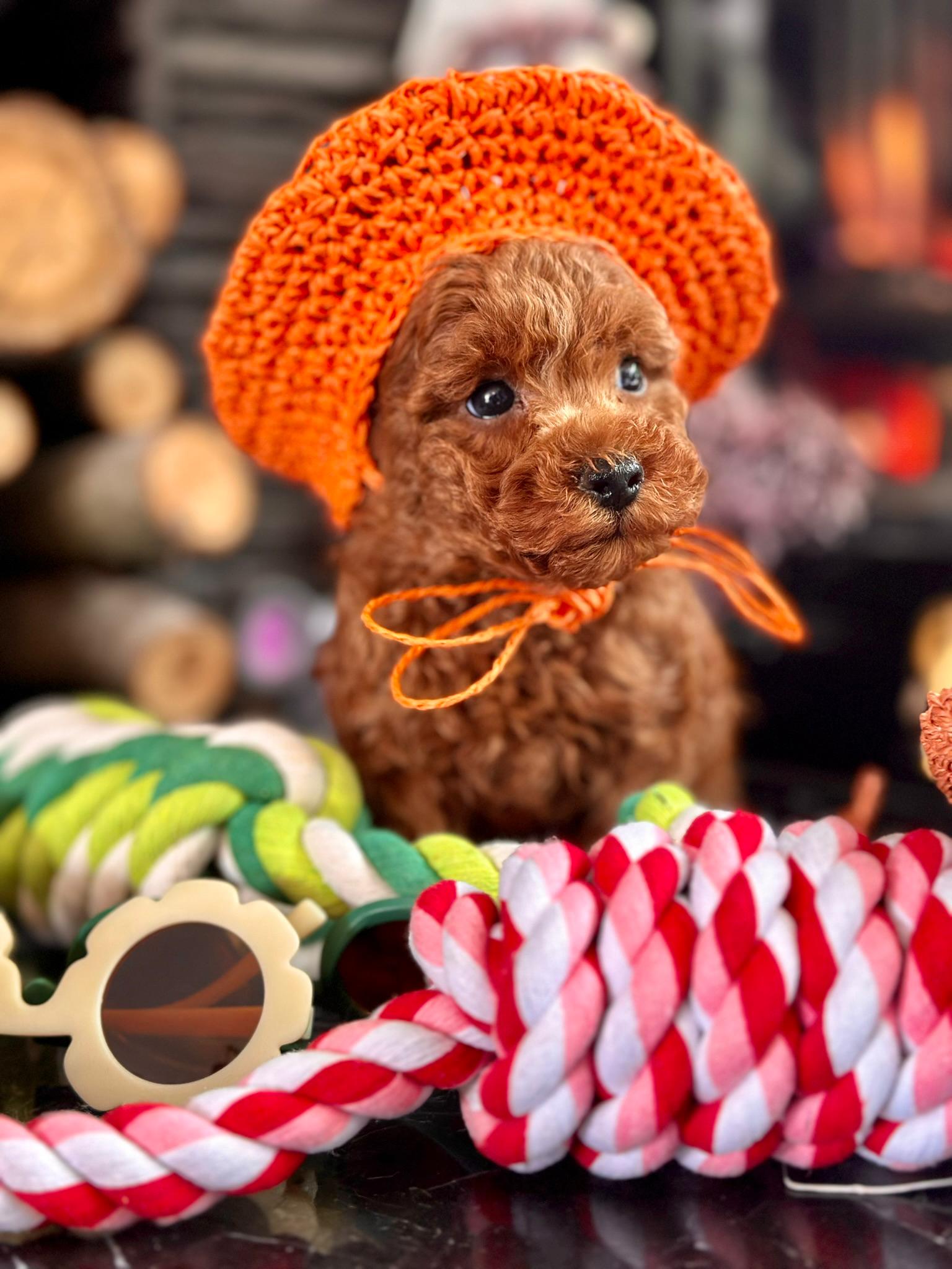 Red Brown Poodle Yavru - Görsel 3