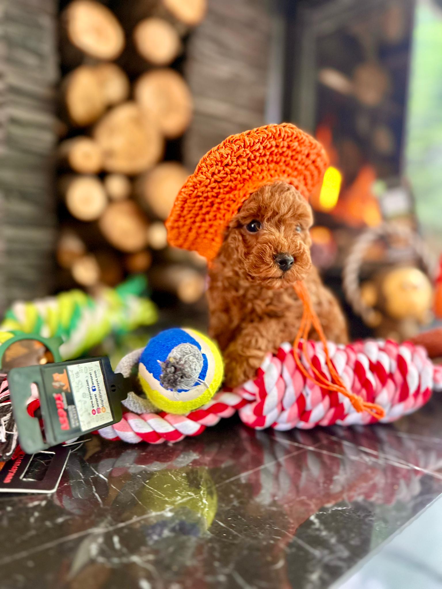 Red Brown Poodle Yavru