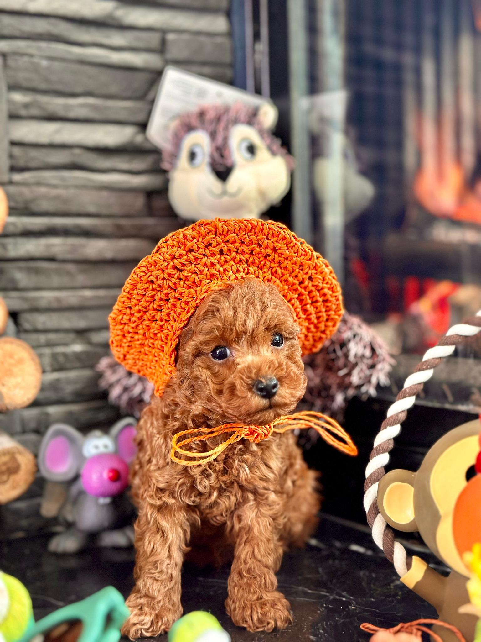 Red Brown Poodle Yavru - Görsel 5