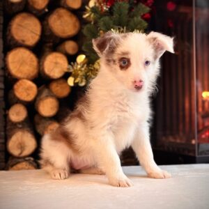 Red Marley Border Collie Yavrularımız