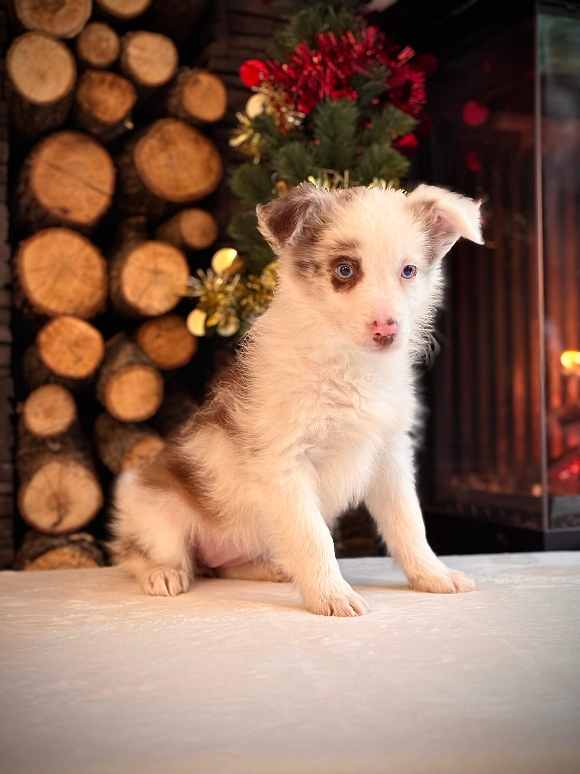 Red Marley Border Collie Yavrularımız