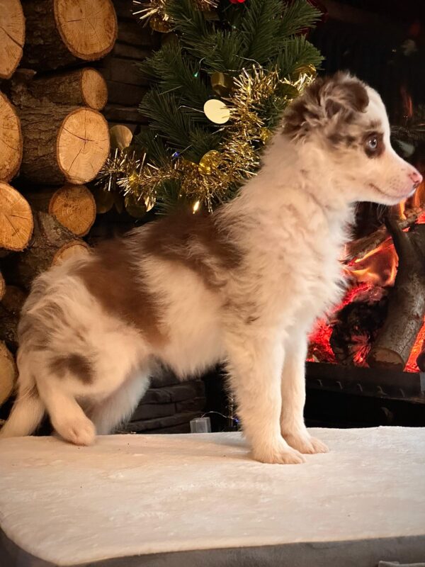 Red Marley Border Collie Yavrularımız - Görsel 3