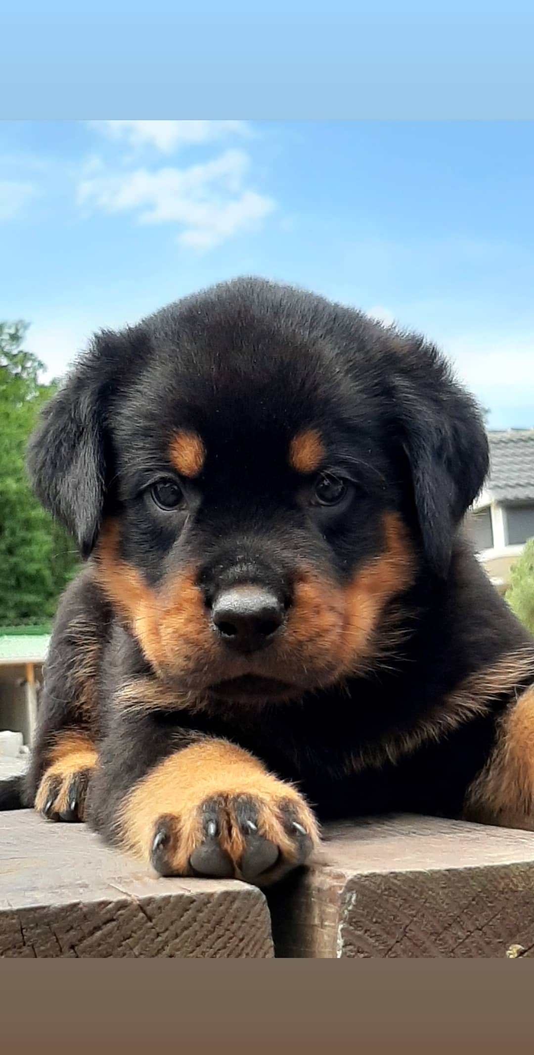 Rottweiler - Görsel 5