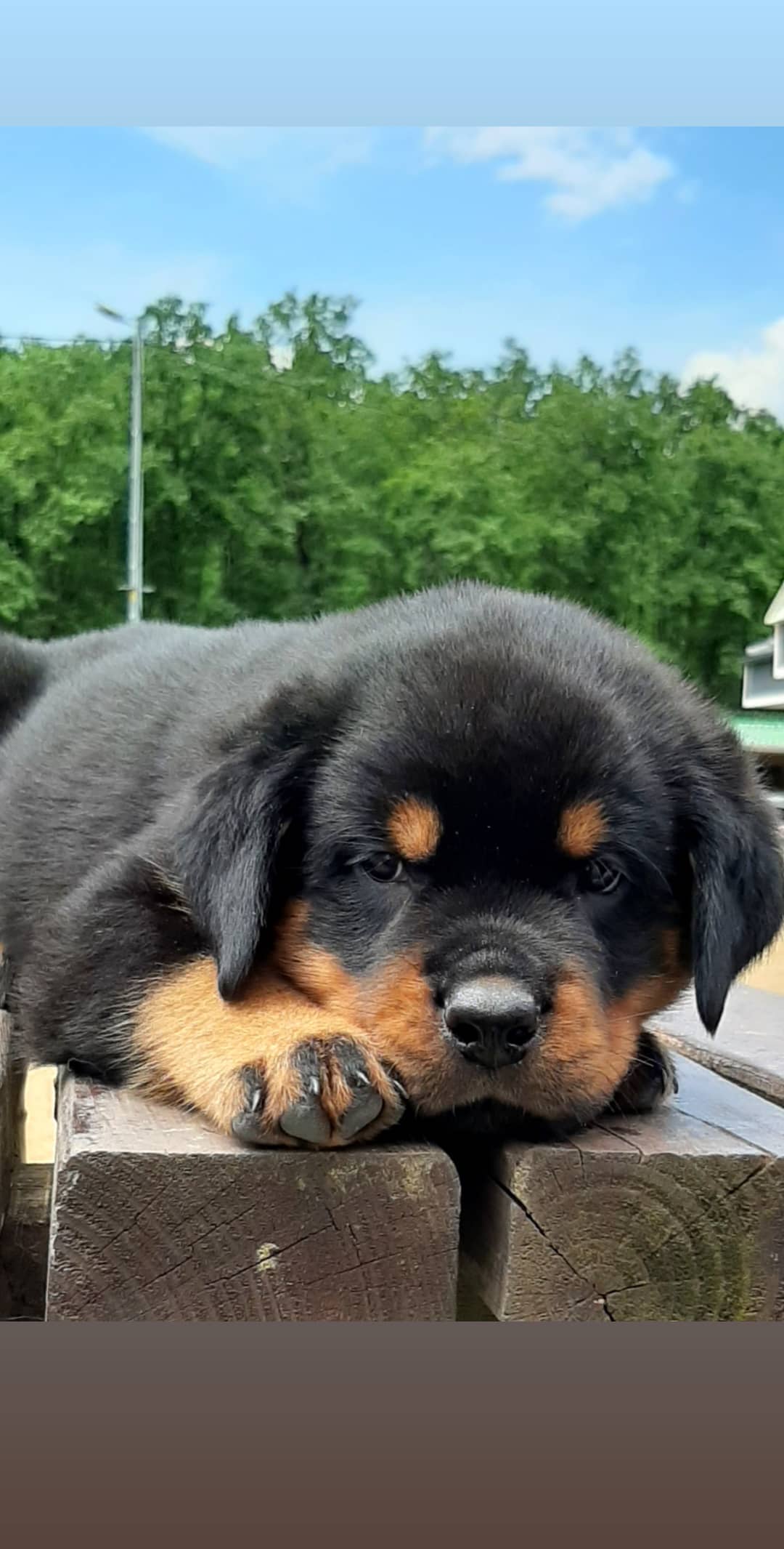 Rottweiler - Görsel 3