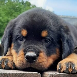 Rottweiler