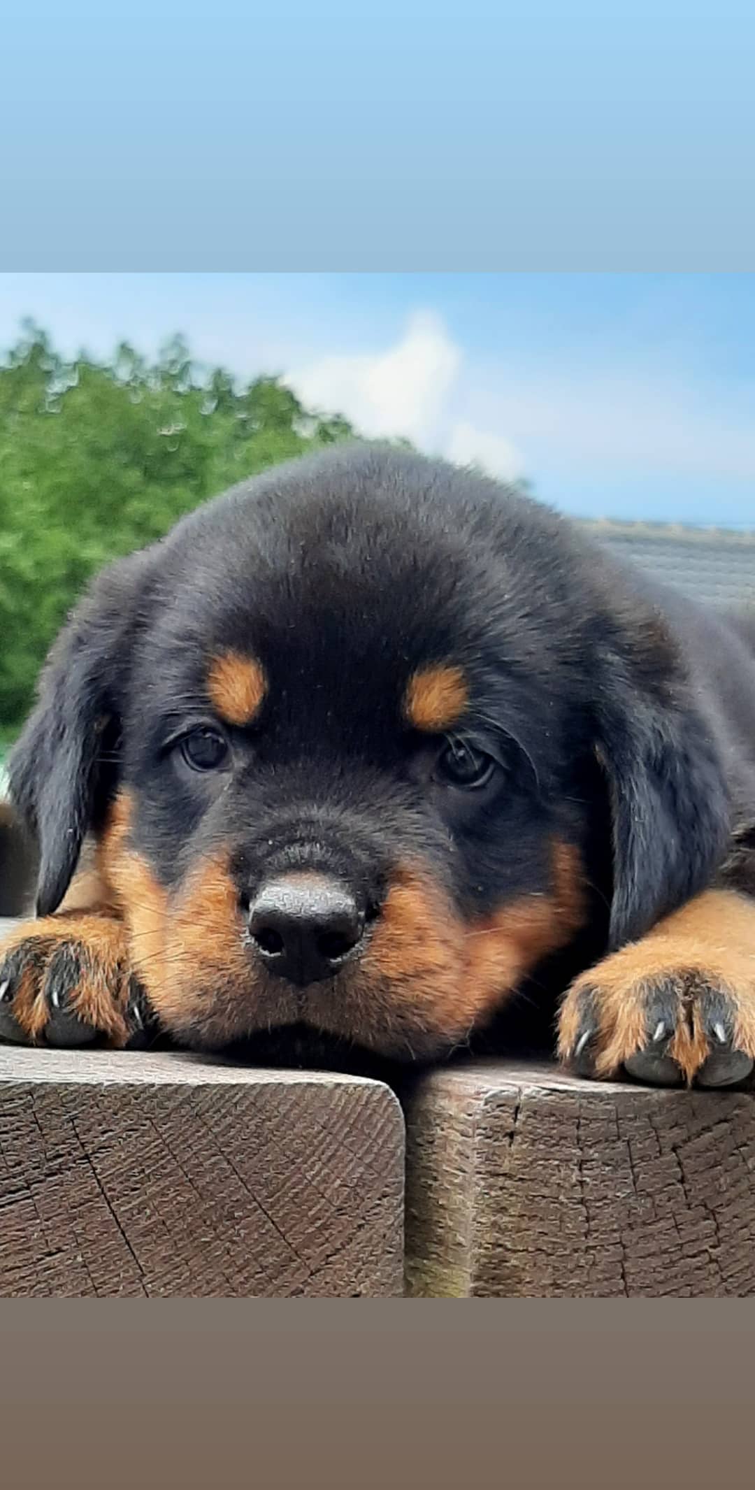 Rottweiler