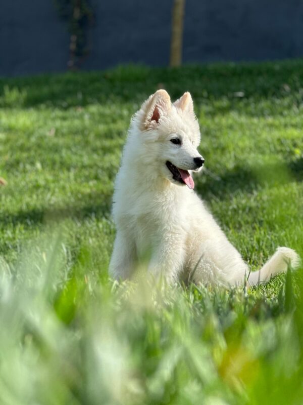 Kar Beyaz Samoyed Yavrularımız - Görsel 2