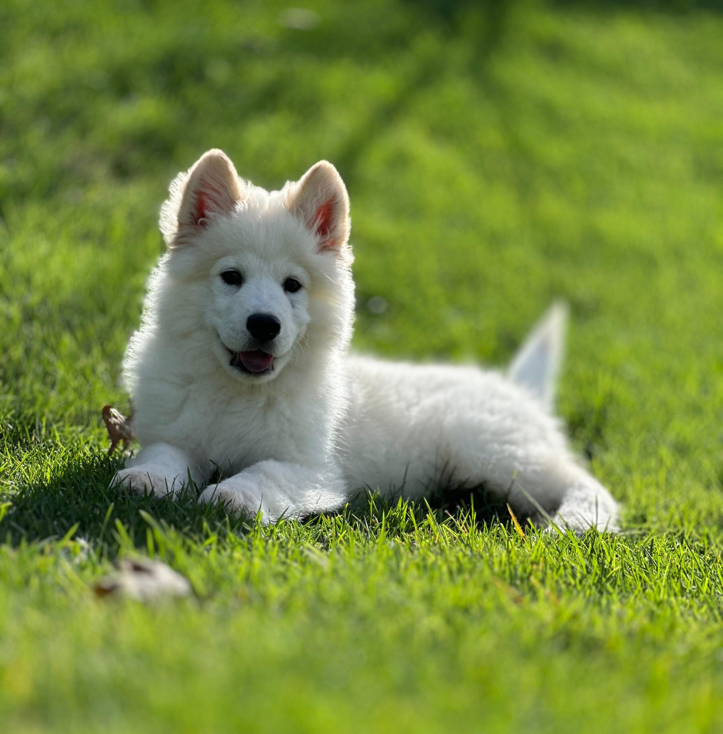 Kar Beyaz Samoyed Yavrularımız - Görsel 3