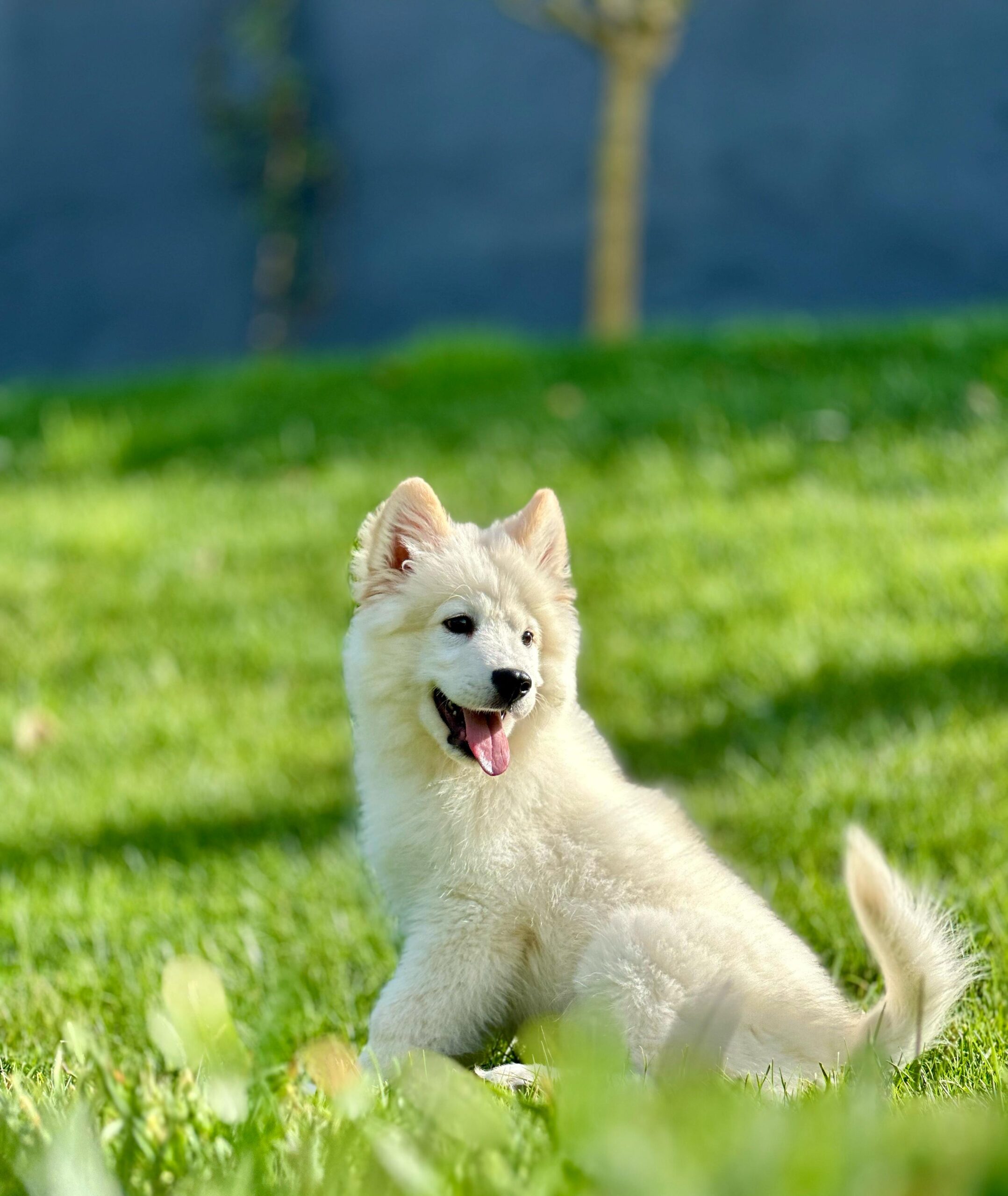 Kar Beyaz Samoyed Yavrularımız - Görsel 4