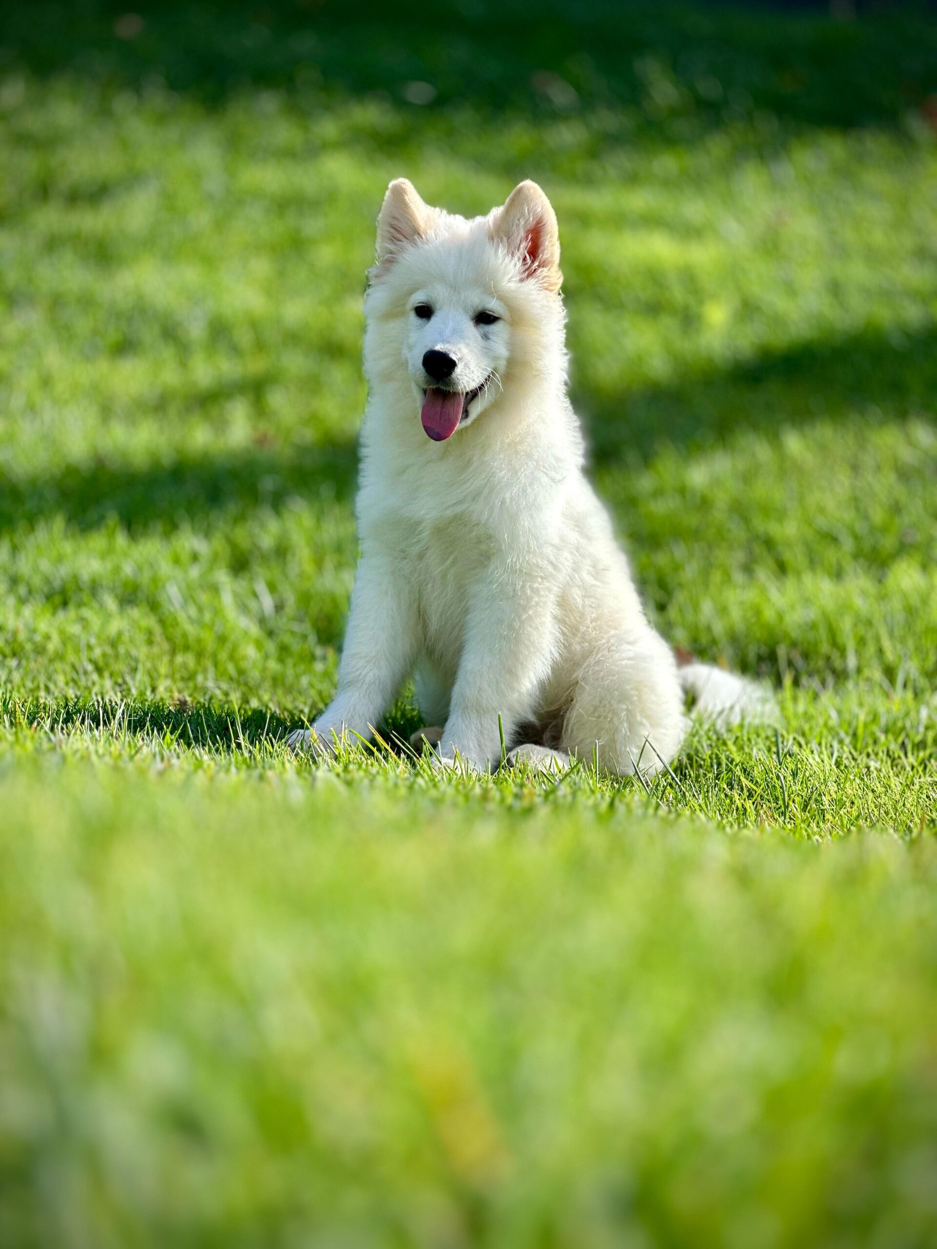 Kar Beyaz Samoyed Yavrularımız - Görsel 6