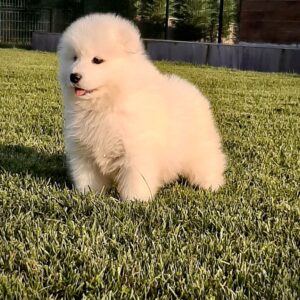 Irk Standartlarının En Özeli Samoyed Yavrularımız