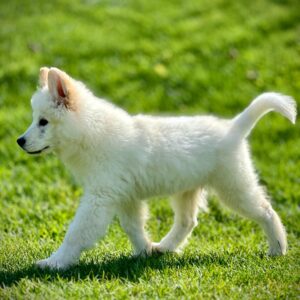 Kar Beyaz Samoyed Yavrularımız