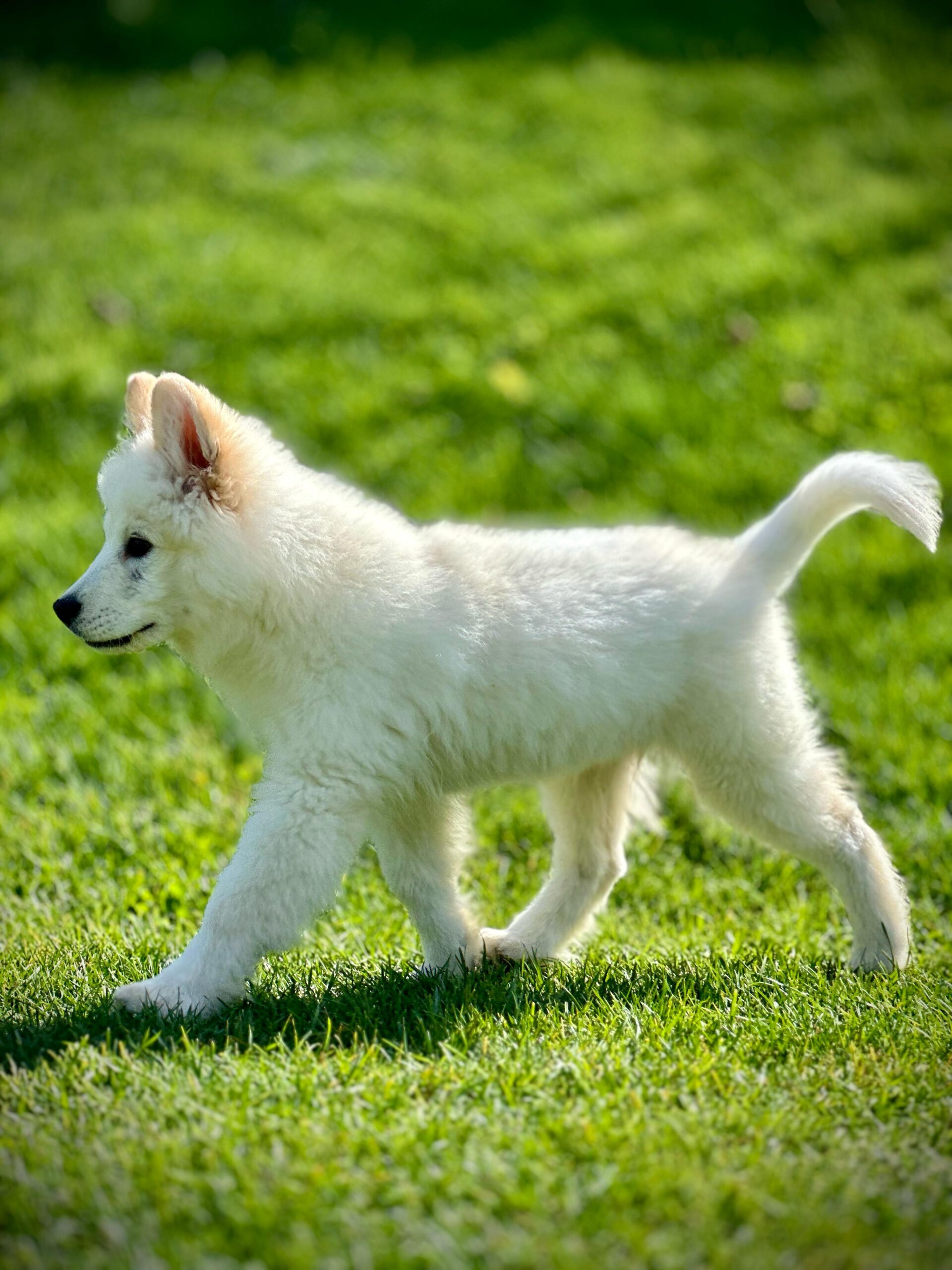 Kar Beyaz Samoyed Yavrularımız