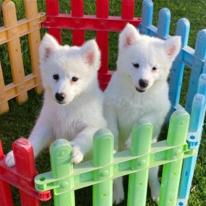 Samoyed