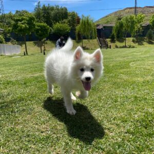 Samoyed