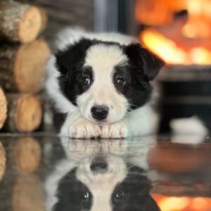 Siyah-Beyaz Border Collie Yavrularımız