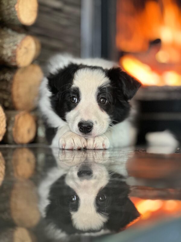Siyah-Beyaz Border Collie Yavrularımız