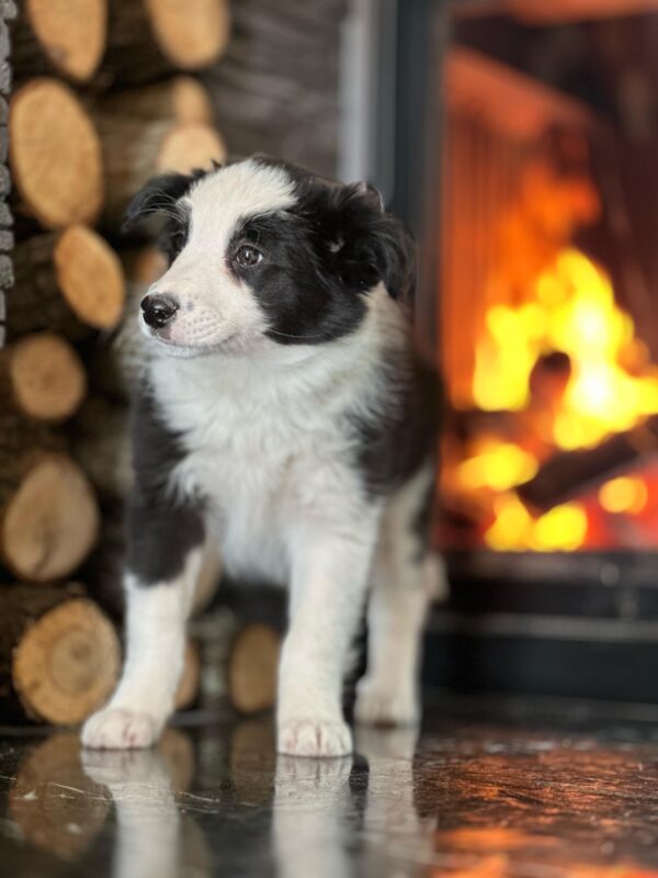 Siyah-Beyaz Border Collie Yavrularımız - Görsel 2