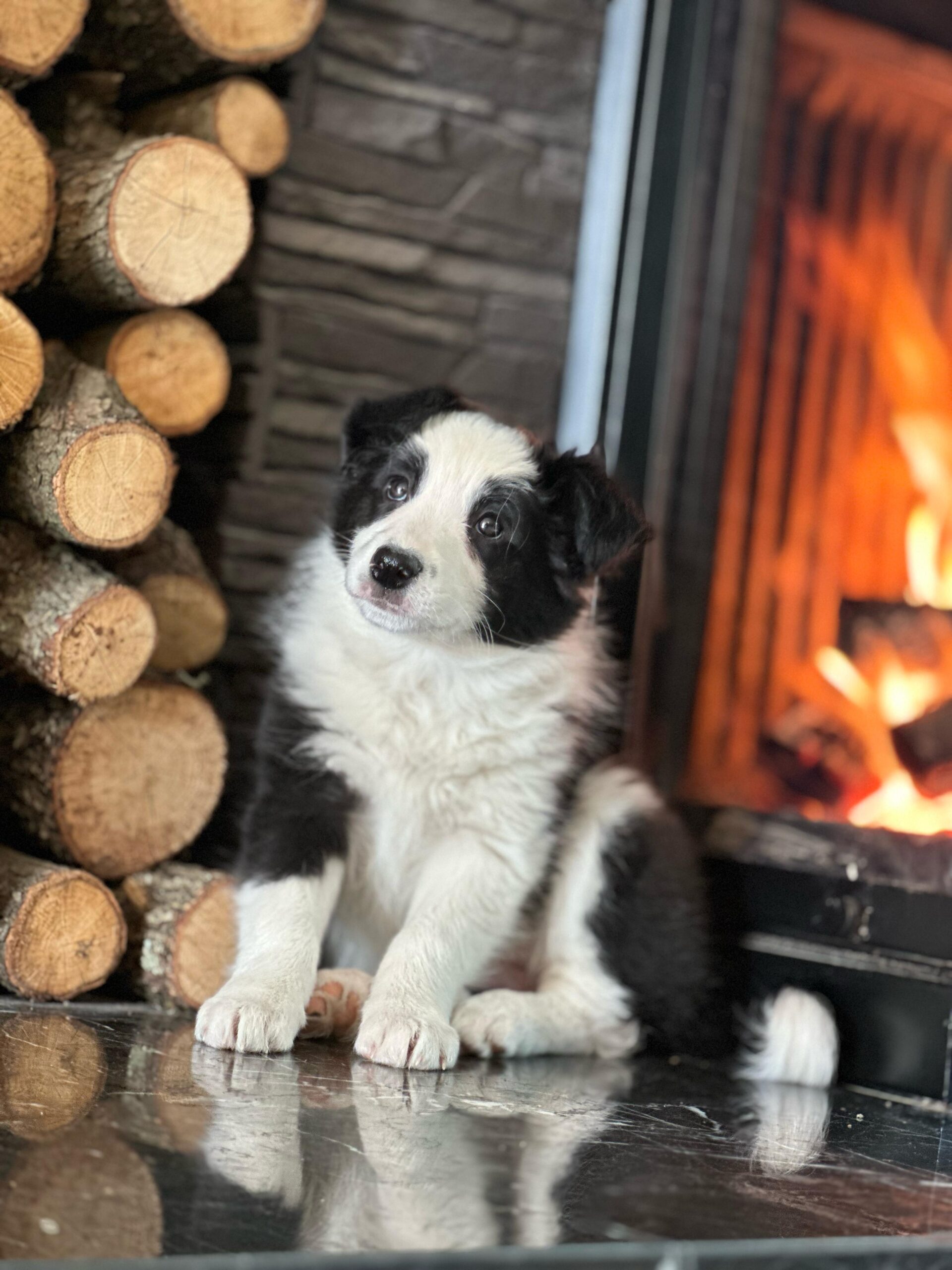 Siyah-Beyaz Border Collie Yavrularımız - Görsel 5