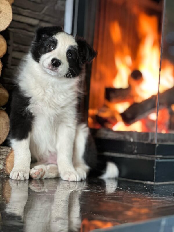 Siyah-Beyaz Border Collie Yavrularımız - Görsel 6