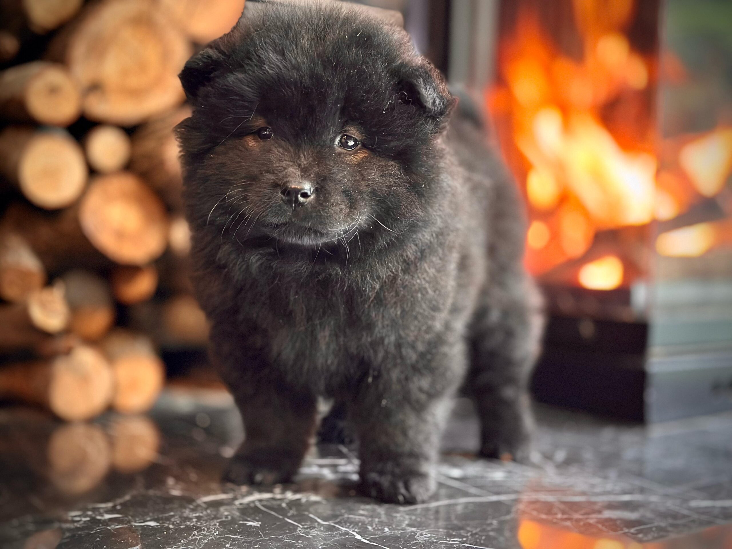 Siyah Chow Chow - Görsel 3