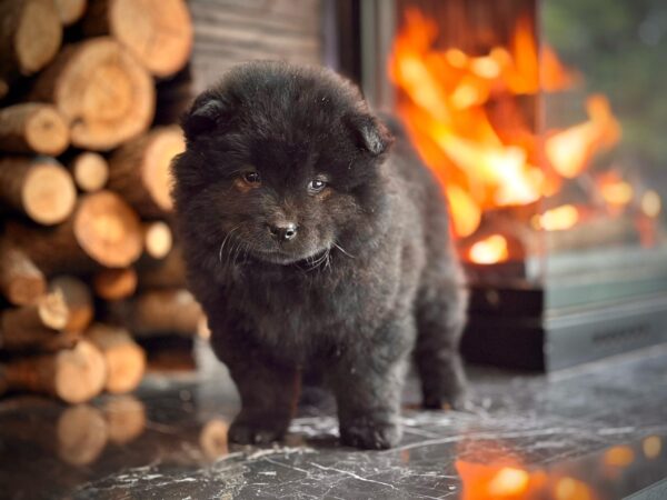 Siyah Chow Chow